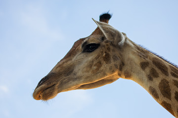 Close-up of a giraffe in front of the sky looking at the camera as if you were looking at me. There is space for text.