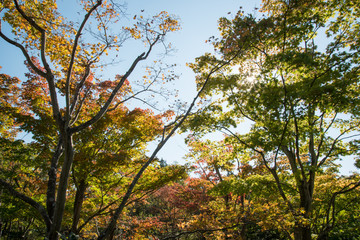 昭和記念公園_秋