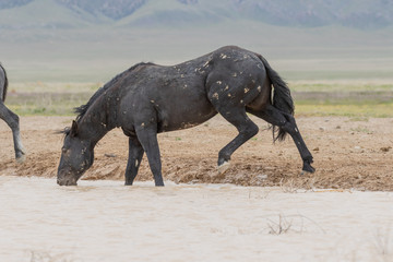 Fototapeta premium Wild Horses at a Utah Desert Waterhole