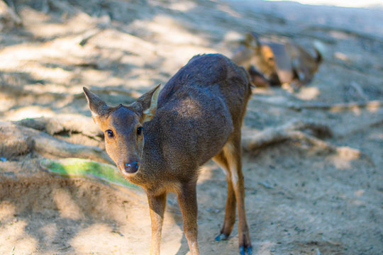 Sika deer, Cervus nippon, spotted deer, close-up Thai deer. Wildlife and animal photos