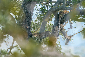 Leopard in Kruger National park, South Africa