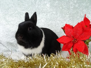 Hase in Weihnachtslandschaft
