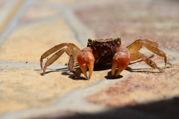 Small orange crab and medium tongs on an unfocused background.