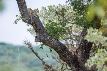Fototapeta na wymiar Leopard in Kruger National park, South Africa