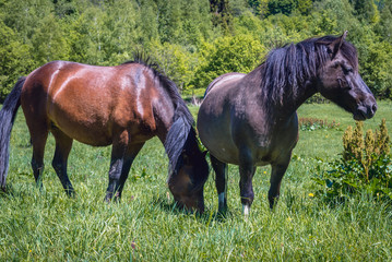 Pari of so called Hucul or Carpathian horses on a green meadow in Bieszczady Mountains National Park, Poland