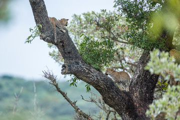 Leopard in Kruger National park, South Africa