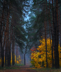 Forest. Autumn. Fog. Autumn painted leaves with its magical colors. Morning fog makes the forest mysterious and magical.