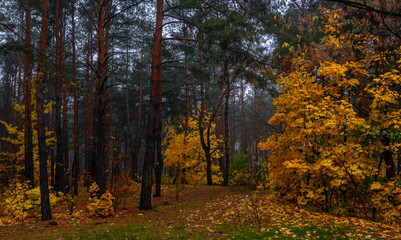 Forest. Autumn. Fog. Autumn painted leaves with its magical colors. Morning fog makes the forest mysterious and magical.