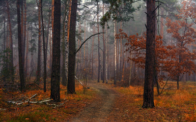 Forest. Autumn. Fog. Autumn painted leaves with its magical colors. Morning fog makes the forest mysterious and magical.