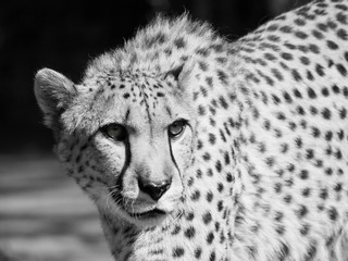 Portrait de Guépard