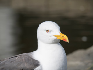 Portrait d'un goéland brun