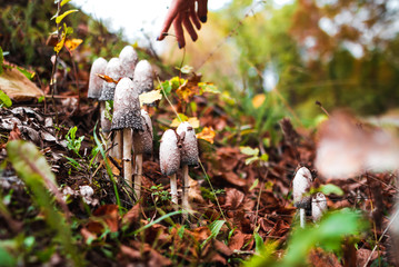 Girl finger points to a poisonous mushroom in the autumn forest. Beautiful screensaver