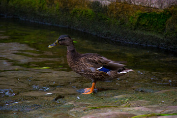 duck in the pond