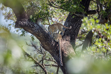 Obraz premium Leopard in Kruger National park, South Africa