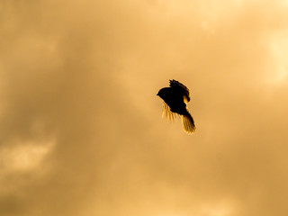 Oiseau en vol à contre-jour