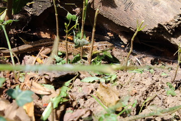 lizard in the grass