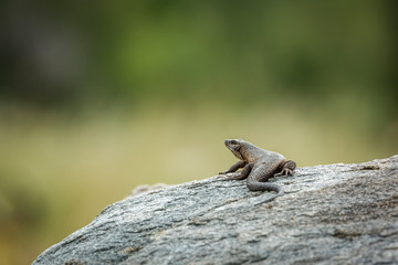 rock monitor in Kruger National park, South Africa