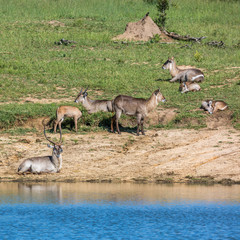 Common Waterbuck in Kruger National park, South Africa