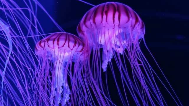 Multi-colored neon jellyfish in an aquarium with dark water.