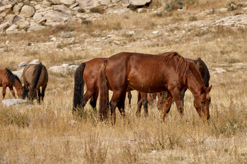 Fototapeta premium Beautiful wild horses in the mountains of Mongolia