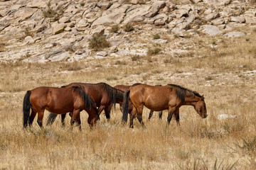 Beautiful wild horses in the mountains of Mongolia