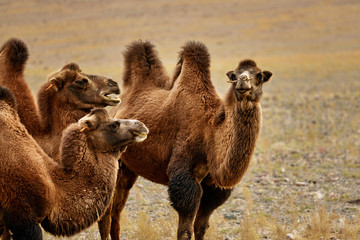 Bactrian camel in the Gobi desert of Mongolia, beautiful closeup portrait