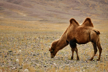 Bactrian camel in the Gobi desert of Mongolia, beautiful closeup portrait