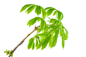 Chestnut branch with fresh leaves