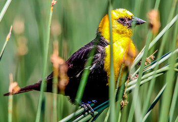 Yellow headed black bird sits in the high grass. Frank Lake, Alberta, Canada
