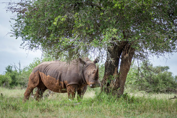 Obraz premium Southern white rhinoceros in Kruger National park, South Africa