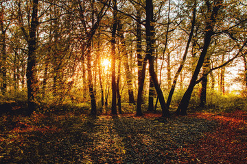 Fototapeta premium Contrast colorful sunset light in the forest with straight trees and fall, autumn colorful leaves and season tones. Harz National Park, Germany
