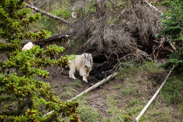 The Rocky Mountain Goat in Jasper National Park