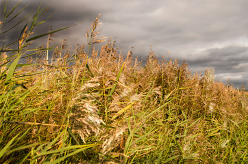 A yellowed field against a gloomy cloudy sky. Autumn beautiful natural background.