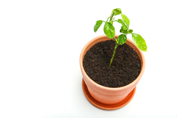 sprouted tangerine tree in a pot close up on a white background with copy space.
