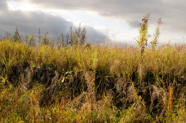 Fototapeta premium A yellowed field against a gloomy cloudy sky. Autumn beautiful natural background.
