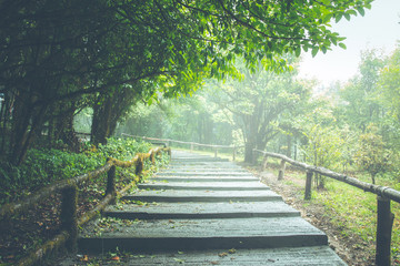 Fog in the forest,doi inthanon national park in chaing mai, thailand,Vintage style photo with custom white balance, color filters, soft focus effect