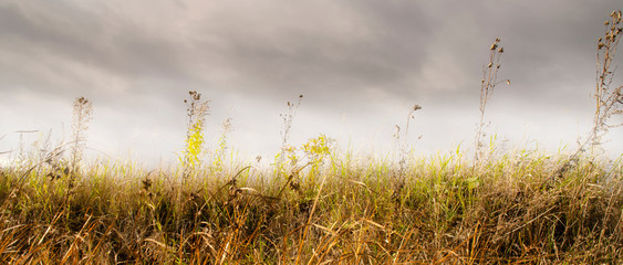 A yellowed field against a gloomy cloudy sky. Autumn beautiful natural background.