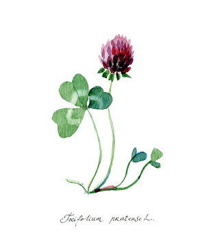 Botanical watercolor illustration of a medicinal plant red clover (Trifolium pratense)