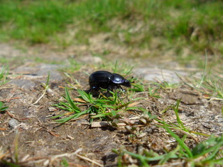 Zoomed-in view of dung beetle walking along the road on a nice afternoon