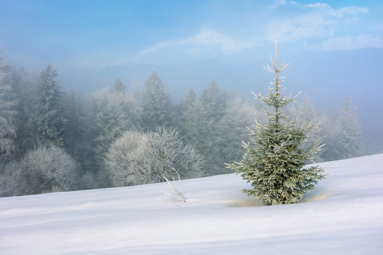 small fir tree on a snow covered slope. mysterious winter scenery in hazy weather conditions