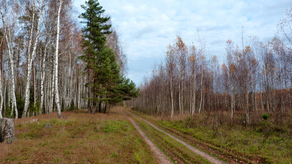 road in the forest