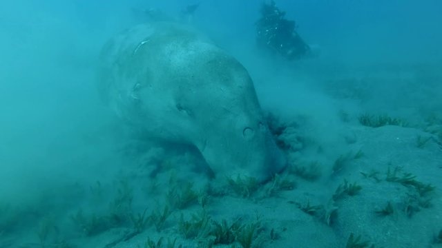 Scuba Divers look at on Sea Cow (Dugong dugon) who greedily eats sea grass at bottom raising clouds of silt. Underwater shot, extreme close up. Red Sea, Hermes Bay, Abu Dabab, Marsa Alam, Egypt