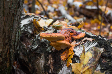 autumn leaves in forest