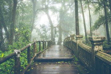  Fog in the forest,doi inthanon national park in chaing mai, thailand,Vintage style photo with custom white balance, color filters, soft focus effect