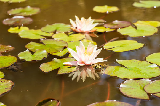 Water frog hides in a water lily