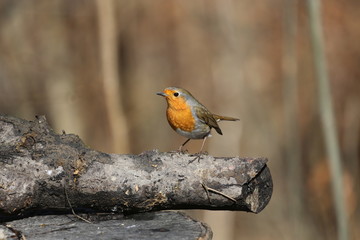 aves varias 