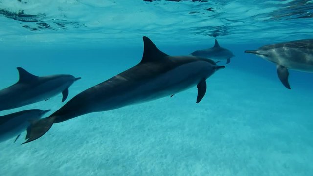 Group of dolphins swim under sufrace of water. Spinner Dolphin (Stenella longirostris), Underwater shot, closeup. Red Sea, Sataya Reef (Dolphin House) Marsa Alam, Egypt, Africa