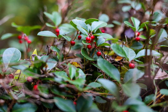 Nature macro background. Red berries and green leaf plants. 