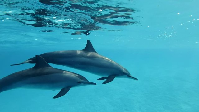 Two dolphins, mother and juvenile dolphin slowly swims in a circle under surface in blue water in the morning sun rays. Spinner Dolphin (Stenella longirostris), Underwater shot, Closeup. Red Sea 