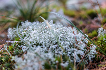 moss covered with frost
